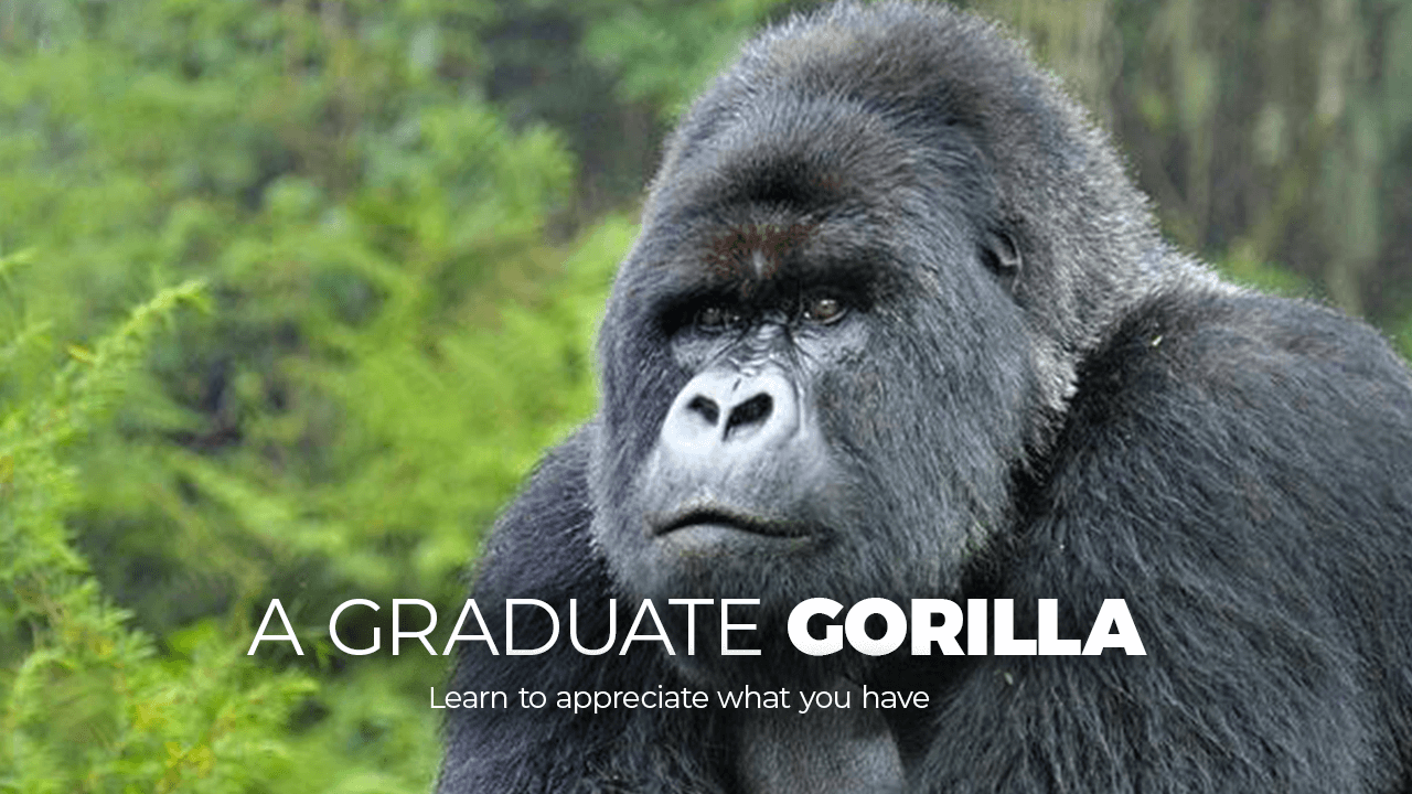 educated gorilla - Axhela digital - Learn how to apprecite what you have aas you look for what ysaou don't